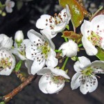 Pear Blossom Scent